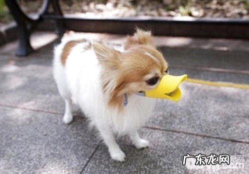 嘴套针对小狗的必要性