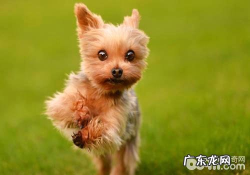 危害小狗肌肤的要素有什么