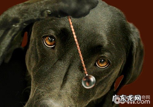 小狗会摧眠是不是可靠