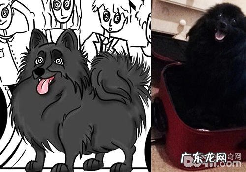 小狗会摧眠是不是可靠