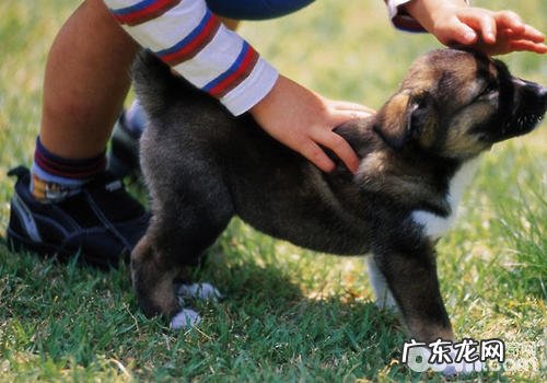 触碰小狗的常见问题