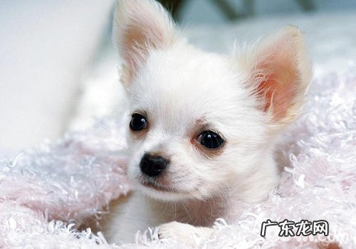 什么状况说明小狗很有可能有工作压力