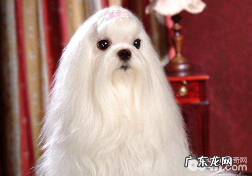 【美容护肤攻略大全】马尔济斯犬的美容保养