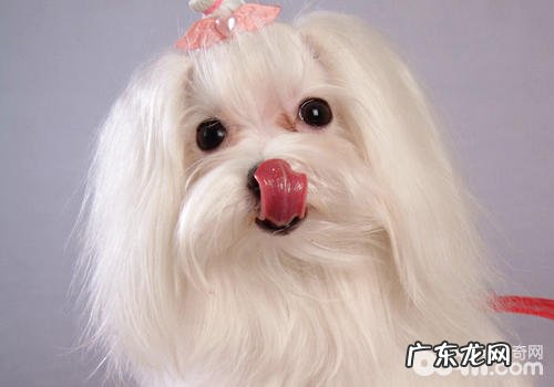 【美容护肤攻略大全】马尔济斯犬的美容保养