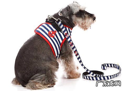 什么叫犬领导者综合征