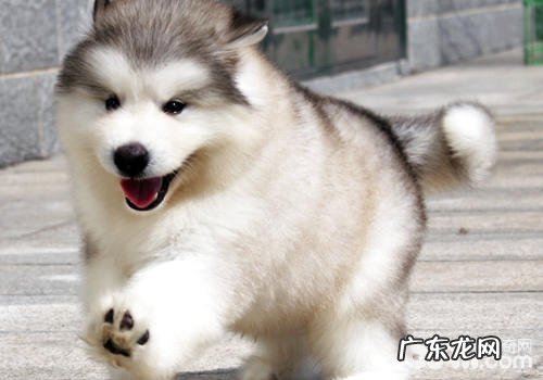 什么叫犬领导者综合征