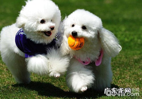 怎么判断小狗是胖是瘦