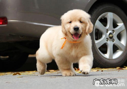 小狗眼中的世界是如何的