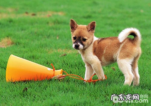 小狗眼中的世界是如何的