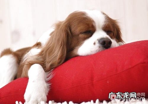 怎样安全性地与小狗共眠