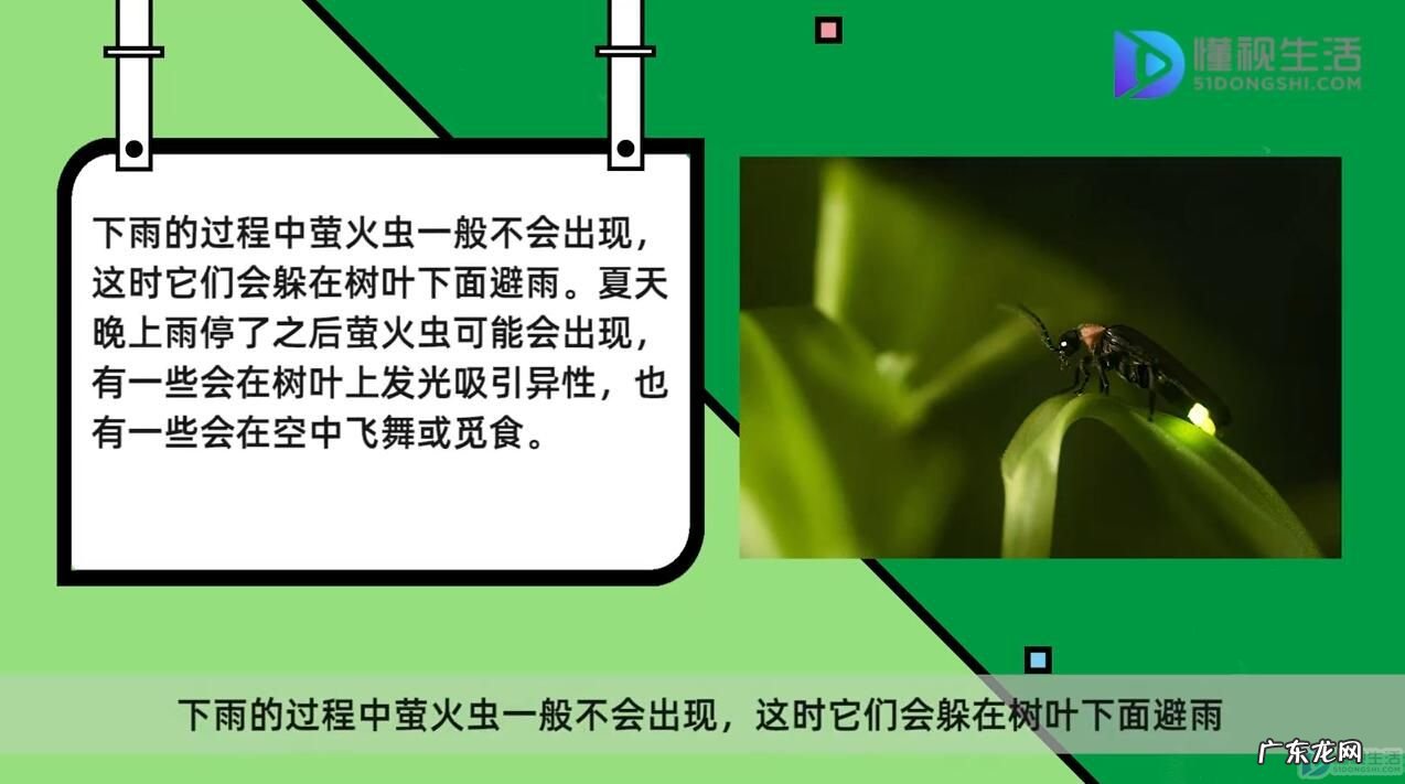 萤火虫怕雨水吗？ 萤火虫下雨时会出现吗