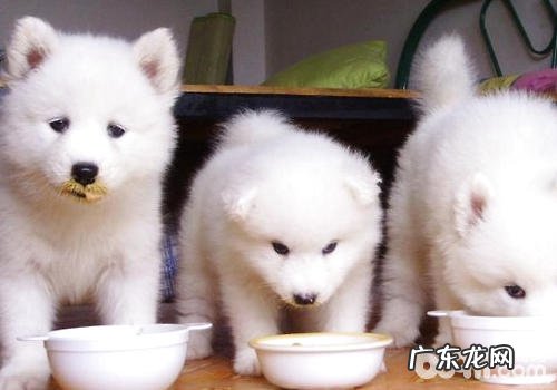 怎样改进小狗牙渍难题