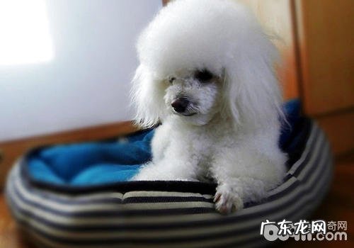 针对泰迪犬的一些错误观念