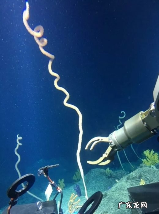 汪品先:若建成深海博物馆,上海将在世界科学界亮起“东方明珠”