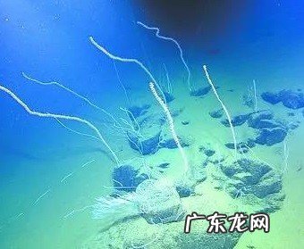 汪品先:若建成深海博物馆,上海将在世界科学界亮起“东方明珠”