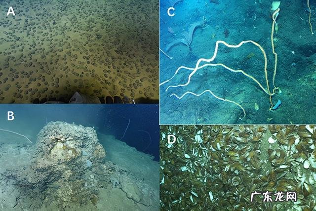 汪品先:若建成深海博物馆,上海将在世界科学界亮起“东方明珠”