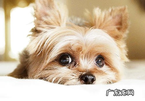 小狗洗澡不好好待在家里该怎么办