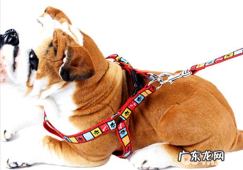 不一样牵引绳的优点和缺点