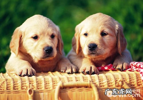 列车托运宠物的常见问题