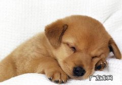 火车托运宠物有哪些要求