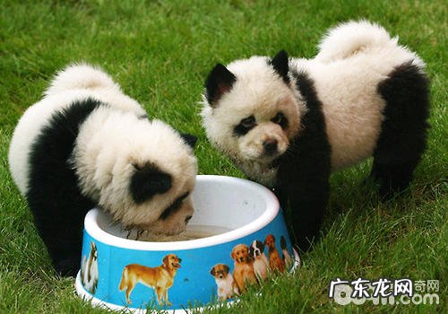 小狗染毛是不是有伤害