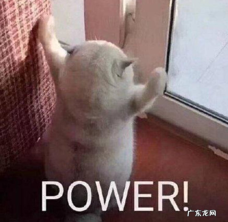 我的猫居然是图灵机?!