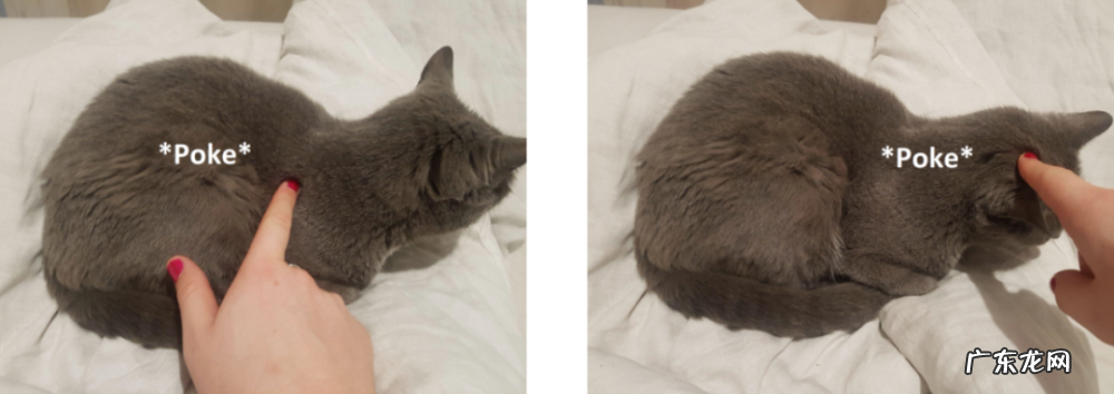 我的猫居然是图灵机?!