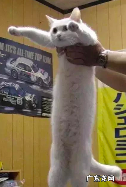 我的猫居然是图灵机?!