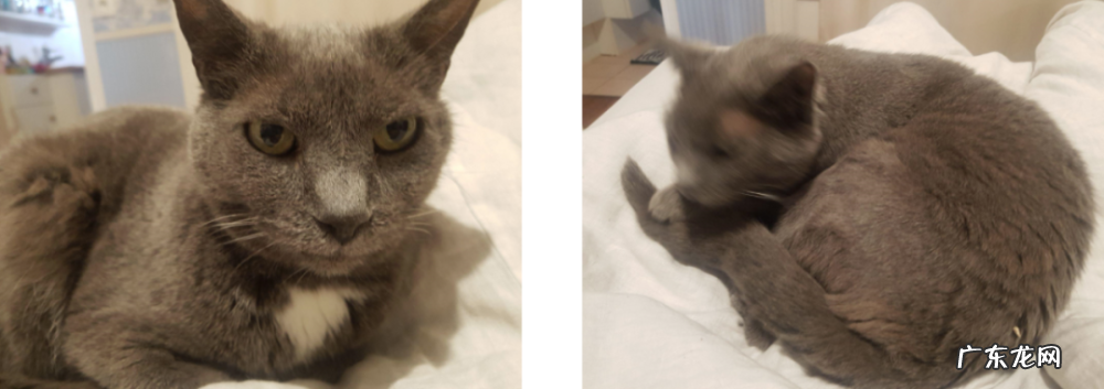 我的猫居然是图灵机?!