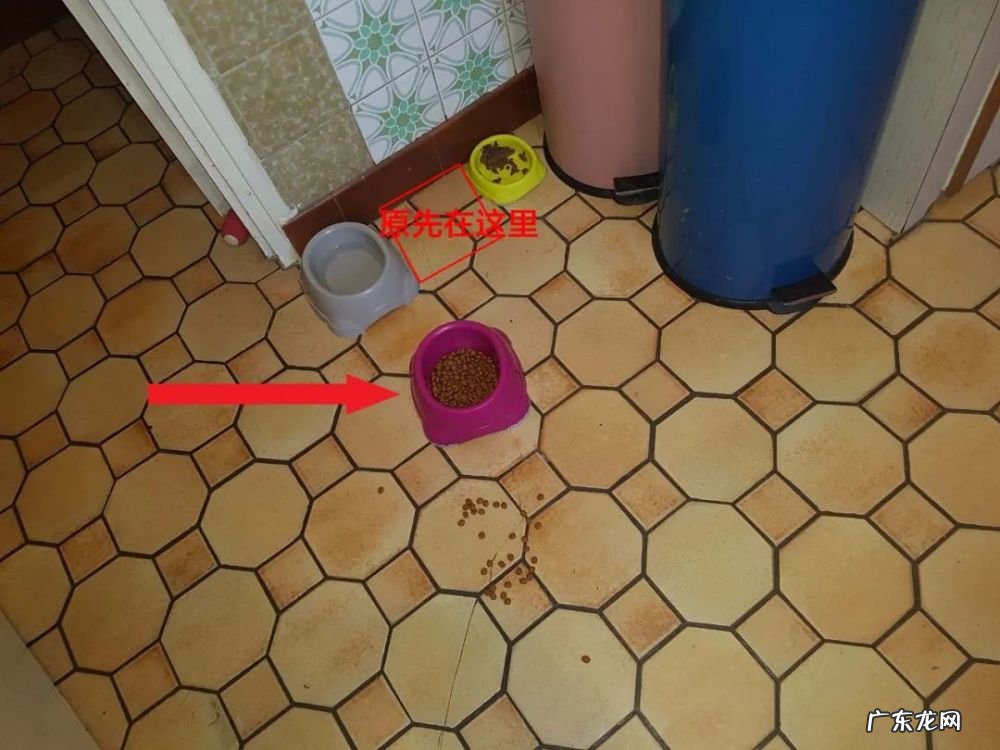 我的猫居然是图灵机?!