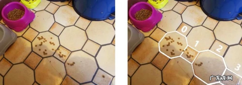 我的猫居然是图灵机?!