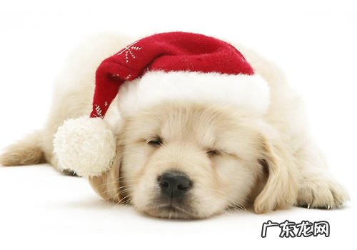 如何改进小狗翻垃圾箱的难题