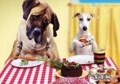 逢年过节时小狗很有可能遭遇的威协有什么