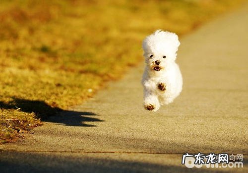 导致小狗心理异常的要素有什么