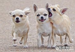 让吉娃娃开心的一件事有什么