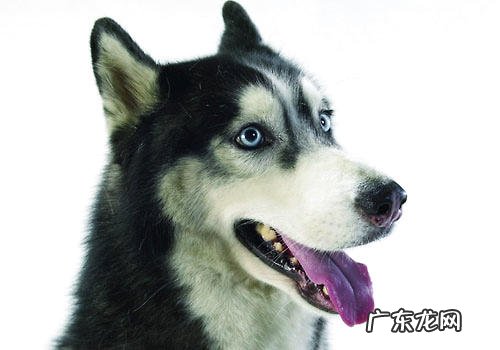 金毛确实能够扮狼吗？