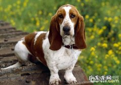 如何看待小狗分离焦虑症