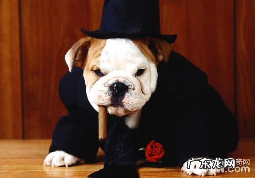 如何与狗狗游戏