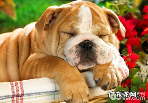 如何与狗狗游戏