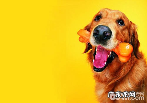 帮小狗修毛?刮毛?视状况而定