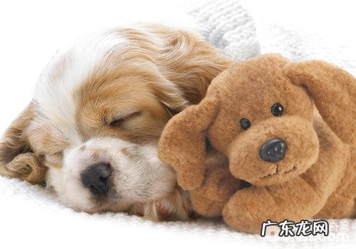 帮小狗修毛?刮毛?视状况而定