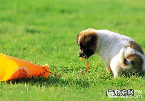 狗狗不吃狗粮有什么解决方案