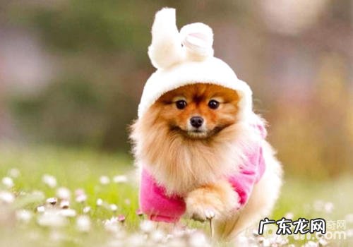 狗狗不吃狗粮有什么解决方案