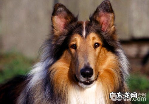 狗狗发情期要留意什么难题