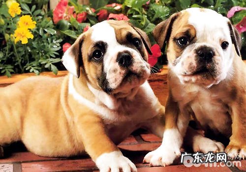 狗狗发情期要留意什么难题