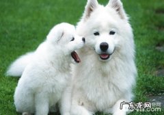 小狗一直磨臀部留意什么难题