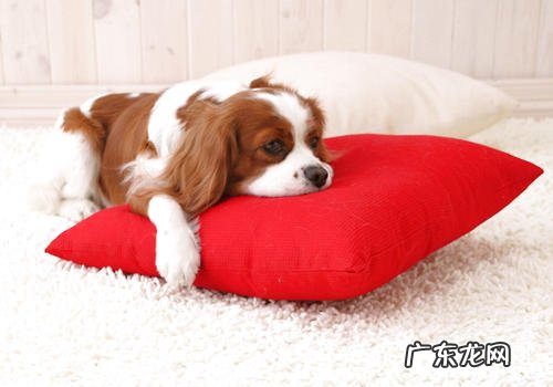 怎样掌握狗狗的智商难题