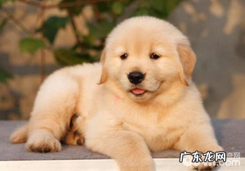 有关狗狗放屁的一些难题