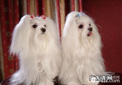 有关狗狗放屁的一些难题