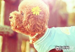 房间内、外养犬的优点和缺点